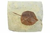 Fossil Leaf (Rhamnites) - Montana #262385-1